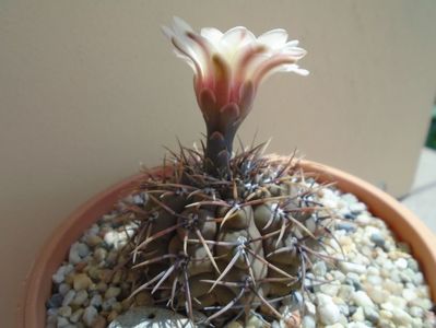 Gymnocalycium ochoterenae v. cinereum