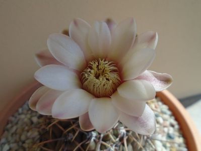 Gymnocalycium ochoterenae v. cinereum