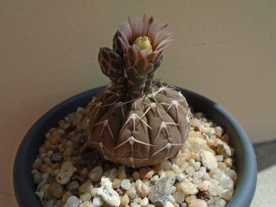 Gymnocalycium stellatum