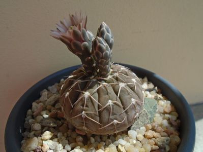 Gymnocalycium stellatum