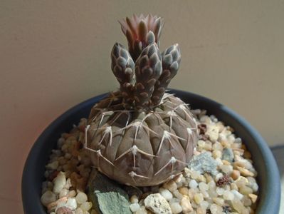 Gymnocalycium stellatum