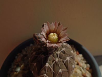 Gymnocalycium stellatum