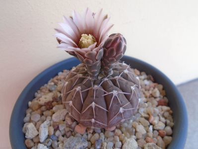 Gymnocalycium stellatum