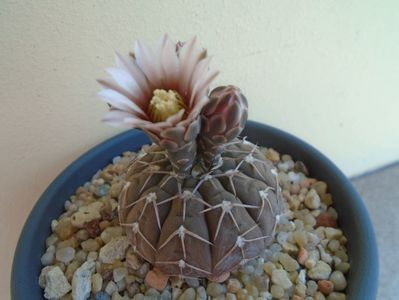 Gymnocalycium stellatum