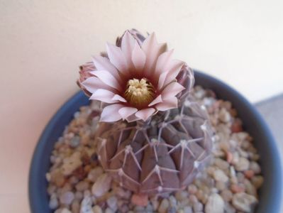 Gymnocalycium stellatum