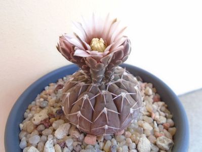 Gymnocalycium stellatum