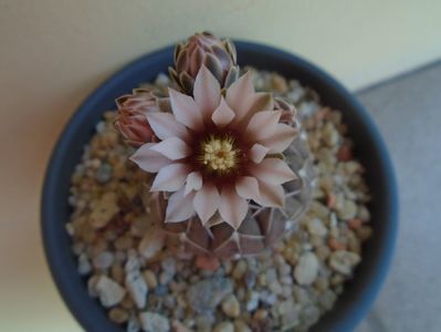 Gymnocalycium stellatum