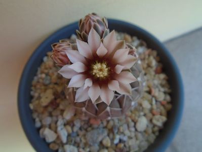 Gymnocalycium stellatum