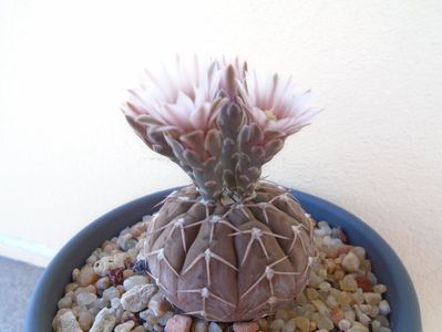 Gymnocalycium stellatum