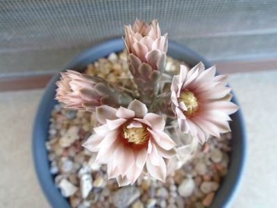 Gymnocalycium stellatum