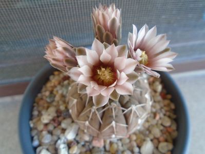 Gymnocalycium stellatum