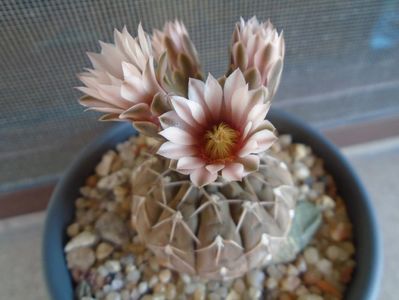 Gymnocalycium stellatum