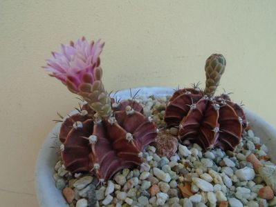 Gymnocalycium friedrichii, 2 ex.