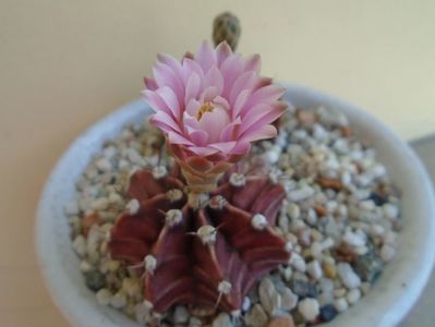 Gymnocalycium friedrichii