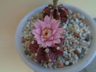 Gymnocalycium friedrichii