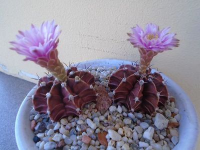 Gymnocalycium friedrichii