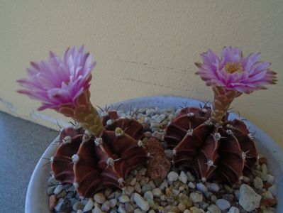 Gymnocalycium friedrichii