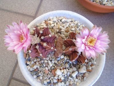 Gymnocalycium friedrichii