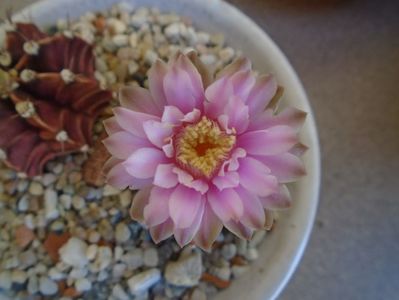 Gymnocalycium friedrichii