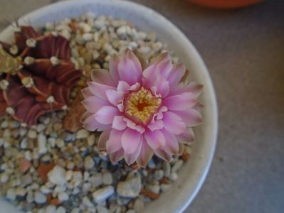 Gymnocalycium friedrichii