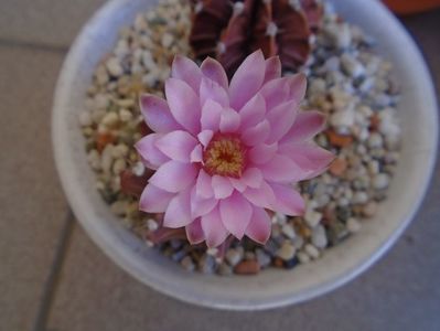 Gymnocalycium friedrichii