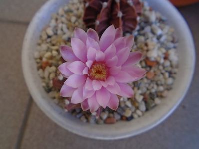 Gymnocalycium friedrichii