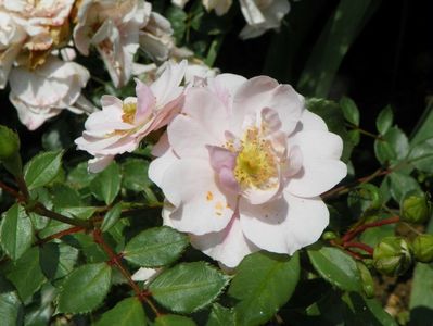 Rusticana