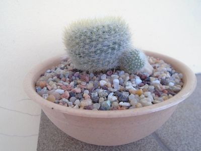 Notocactus (Parodia) haselbergii