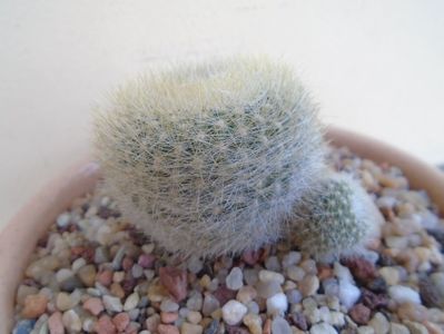 Notocactus (Parodia) haselbergii