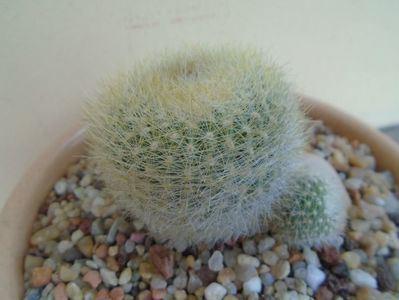 Notocactus (Parodia) haselbergii