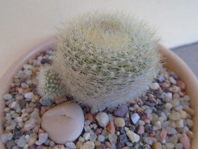 Notocactus (Parodia) haselbergii