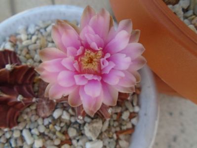 Gymnocalycium friedrichii