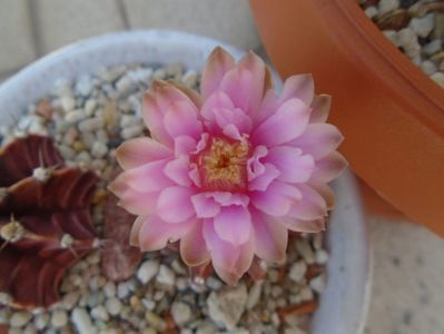 Gymnocalycium friedrichii