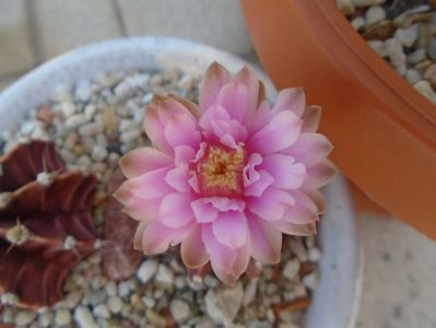 Gymnocalycium friedrichii