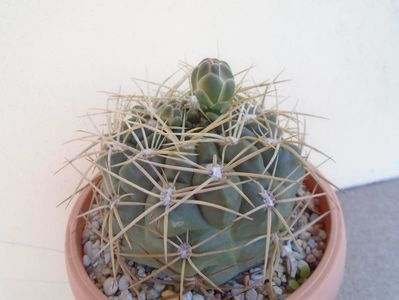 Gymnocalycium monvillei