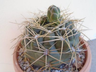 Gymnocalycium monvillei