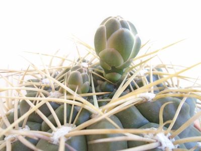 Gymnocalycium monvillei