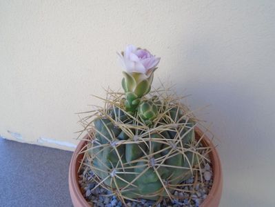 Gymnocalycium monvillei