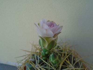 Gymnocalycium monvillei