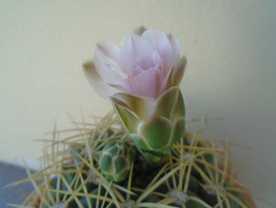 Gymnocalycium monvillei