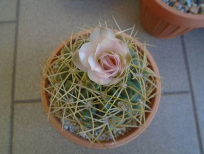 Gymnocalycium monvillei