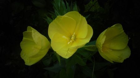 Oenothera