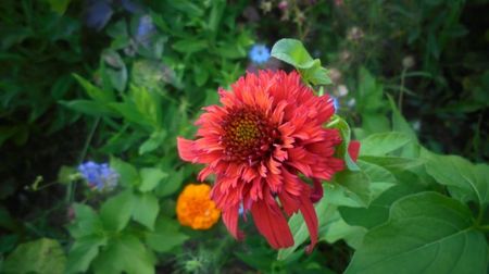 Echinacea 'Hot Papaya"