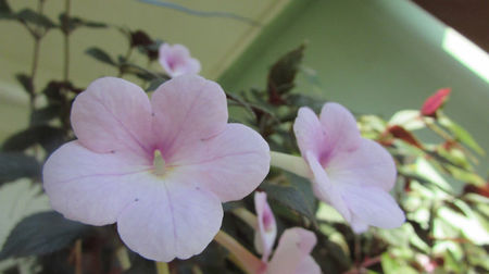 Peach Blossoms