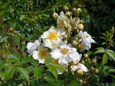 seedling Helenae Semiplena