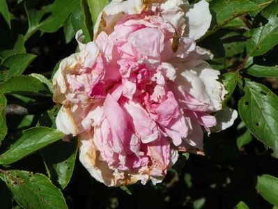 ultima floare de bujor, Sarah Bernhardt