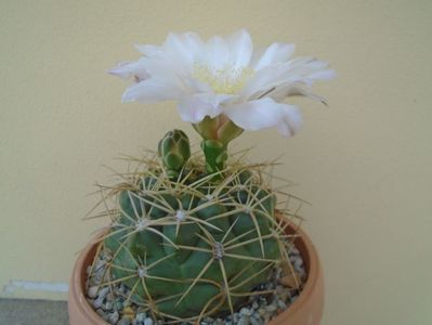 Gymnocalycium monvillei