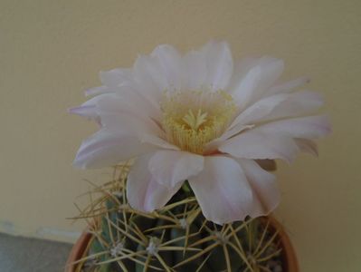 Gymnocalycium monvillei