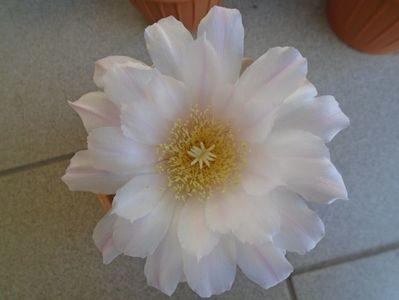 Gymnocalycium monvillei