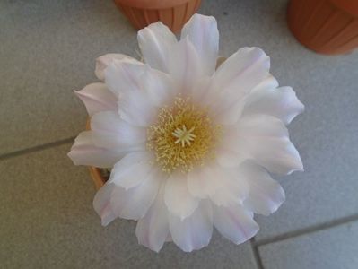 Gymnocalycium monvillei